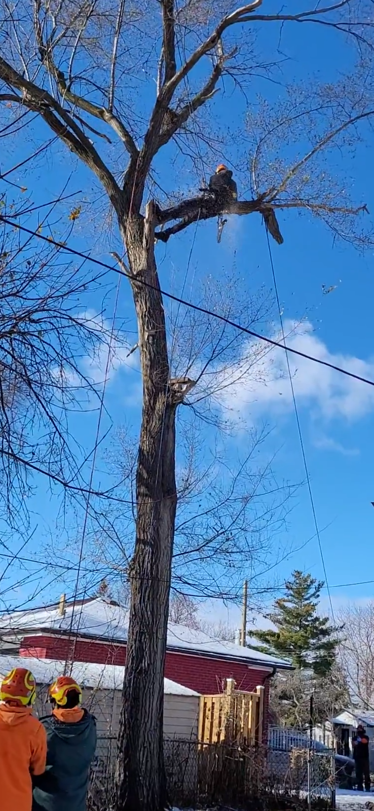 Toronto Tree Guys Inc. photo 3