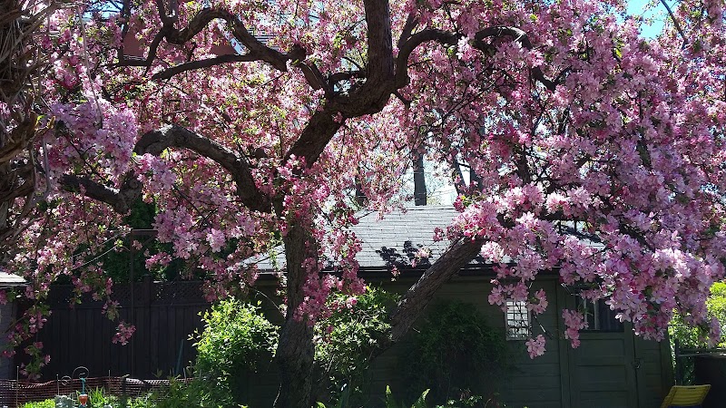 Professional Tree Services photo 1