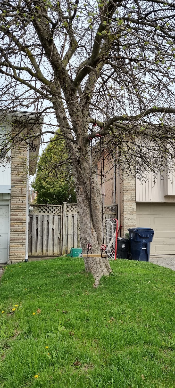 Professional Tree Services photo 3