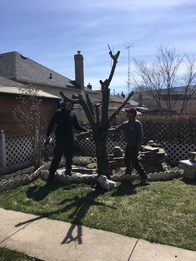 Professional Tree Services photo 4