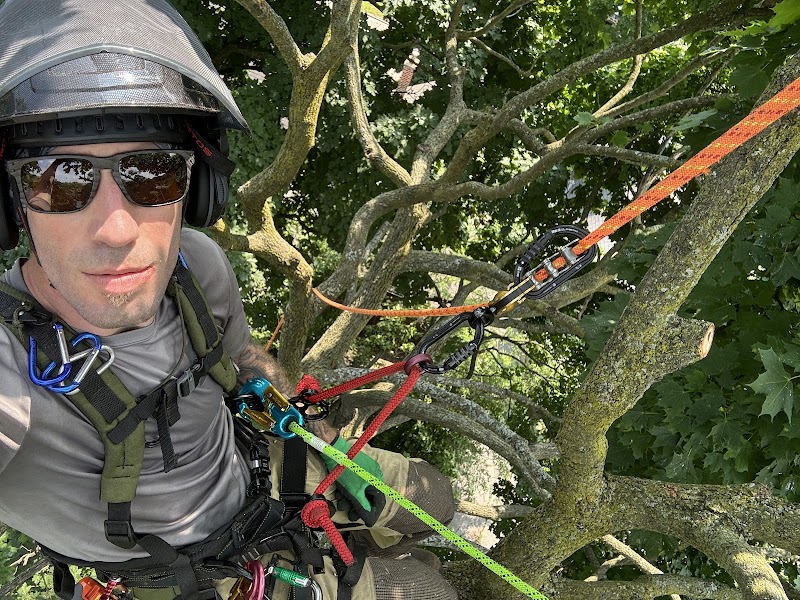 Aaron's Tree Care photo 1