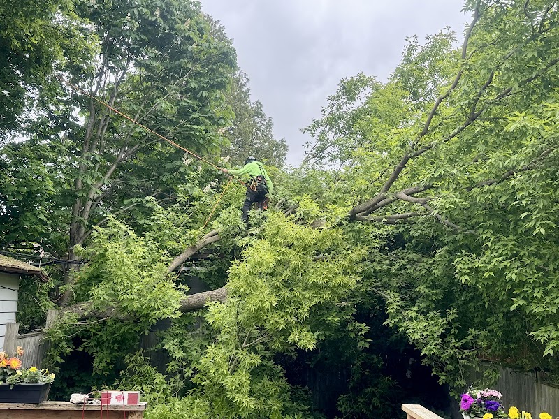 Aaron's Tree Care photo 2