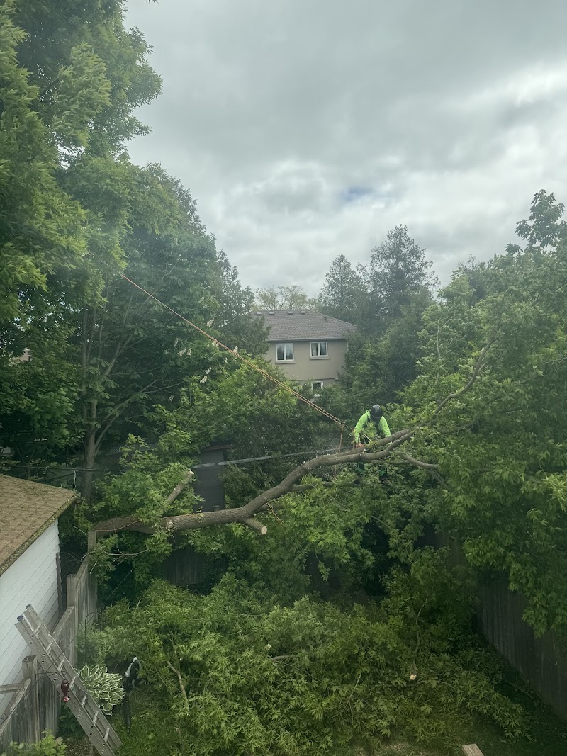 Aaron's Tree Care photo 4