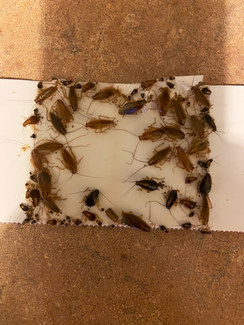 Provincial Pest Control Toronto photo 3