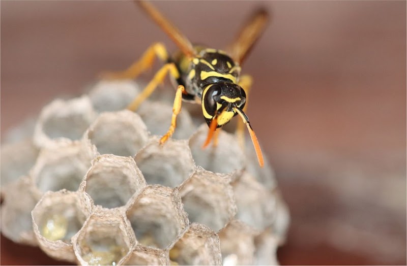 Exterminx Pest Control photo 2