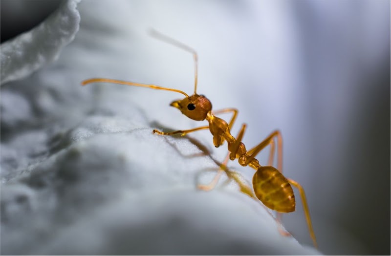 Exterminx Pest Control photo 3