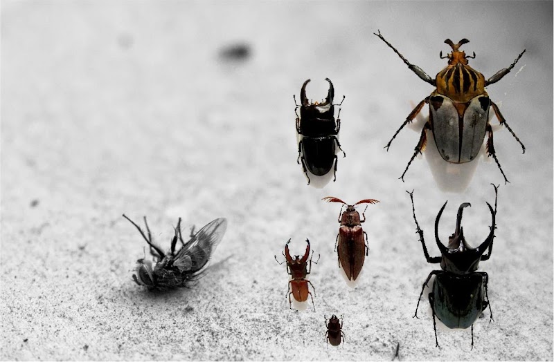 Exterminx Pest Control photo 4