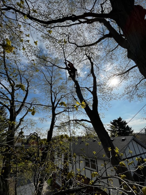 Goodwood Tree Ltd. photo 1