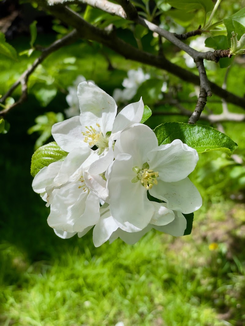 Goodwood Tree Ltd. photo 2