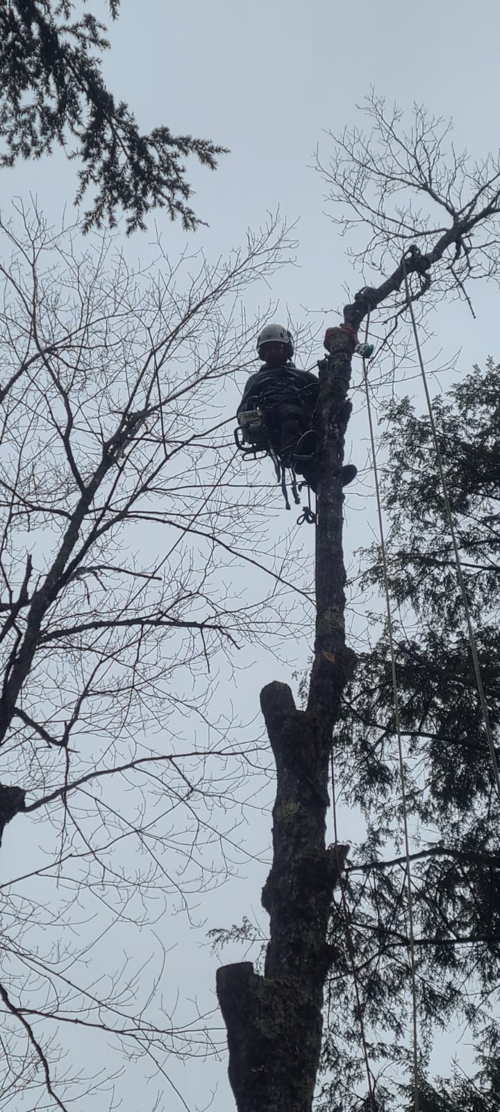 Goodwood Tree Ltd. photo 3