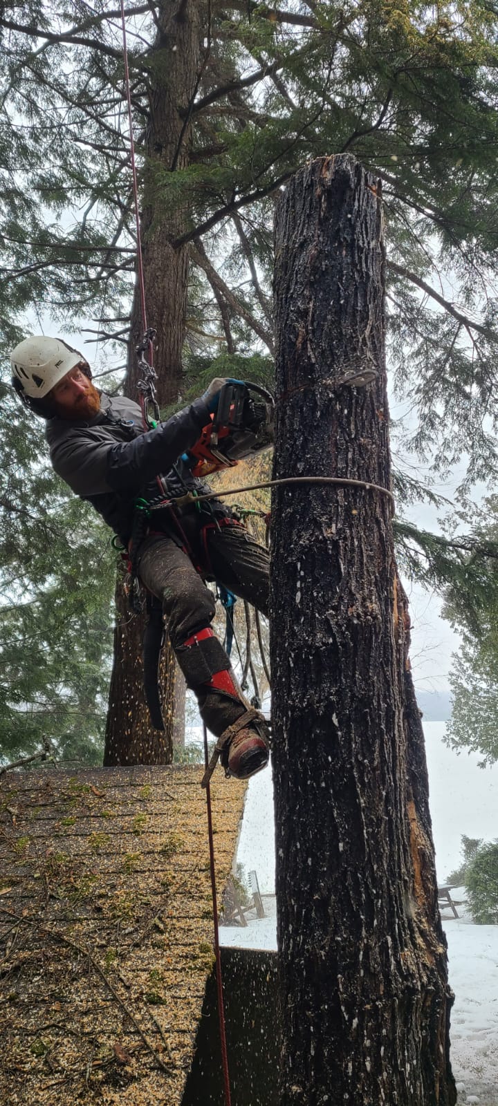 Goodwood Tree Ltd. photo 5