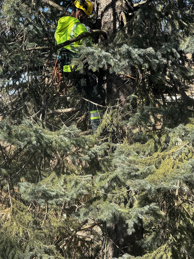 Davey Tree Expert Co. of Canada, Limited photo 4