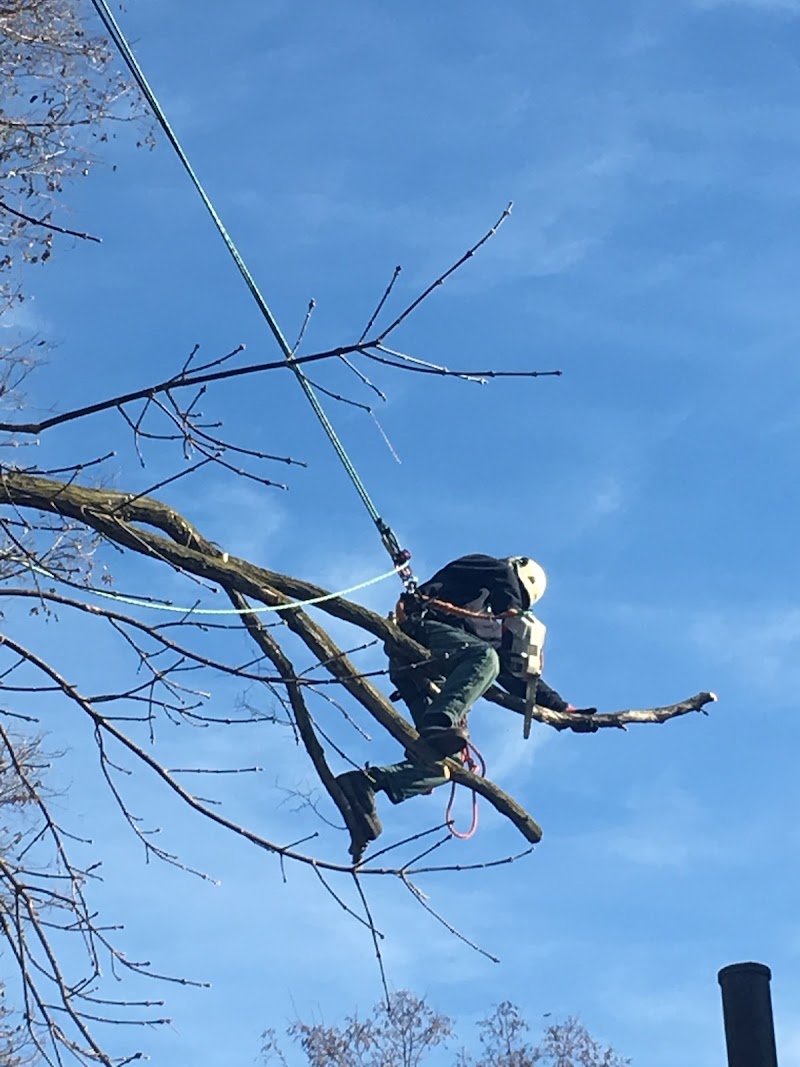 CALL THE ARBORIST TREE SERVICES photo 1