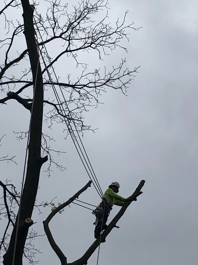 CALL THE ARBORIST TREE SERVICES photo 2