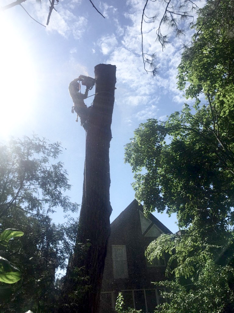 CALL THE ARBORIST TREE SERVICES photo 3