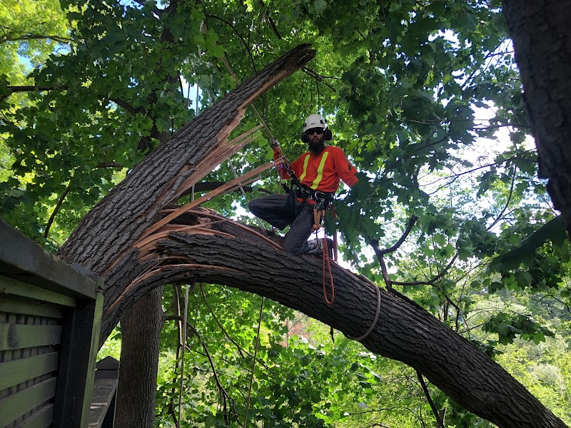 CALL THE ARBORIST TREE SERVICES photo 4
