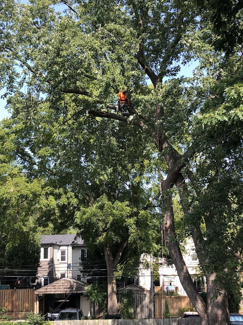 CALL THE ARBORIST TREE SERVICES photo 5