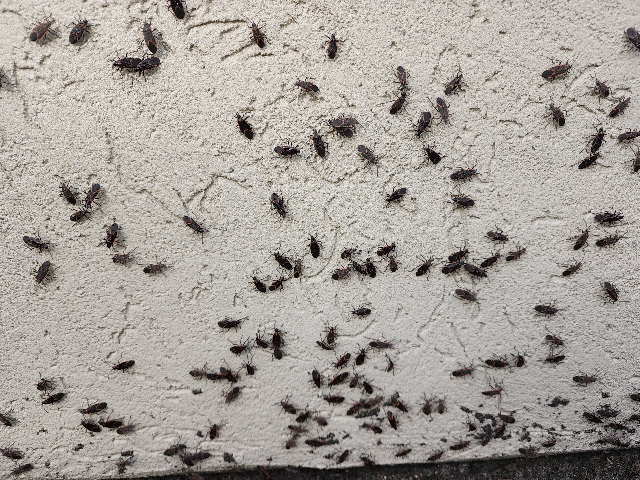 Pestisect Pest Control photo 2