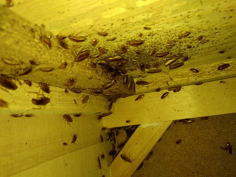 Pestisect Pest Control photo 3