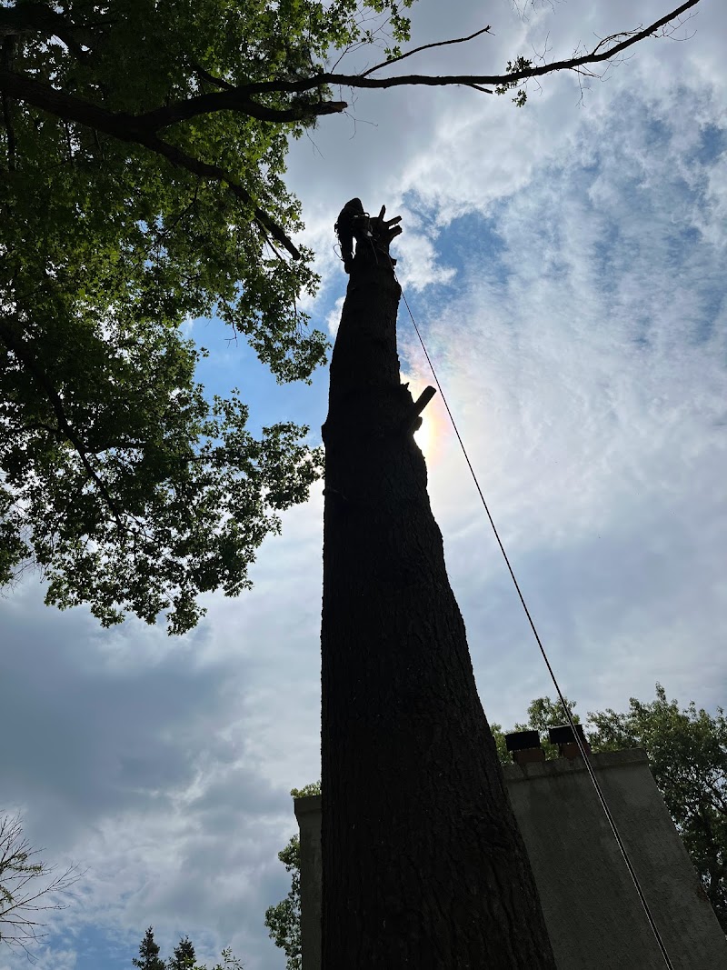 New Toronto Tree Care Ltd. photo 2