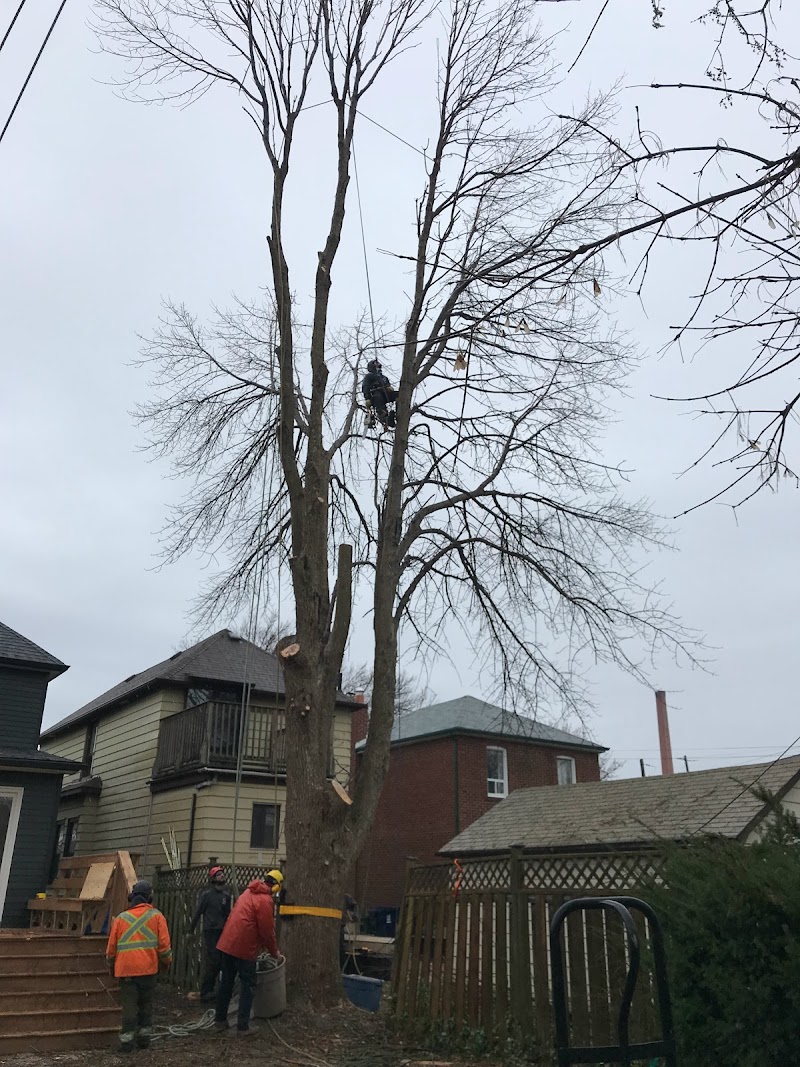 New Toronto Tree Care Ltd. photo 3