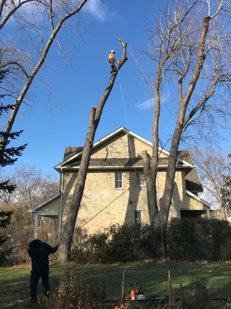 New Toronto Tree Care Ltd. photo 4