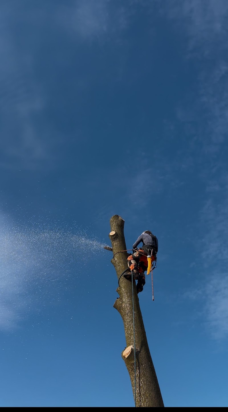 New Toronto Tree Care Ltd. photo 5
