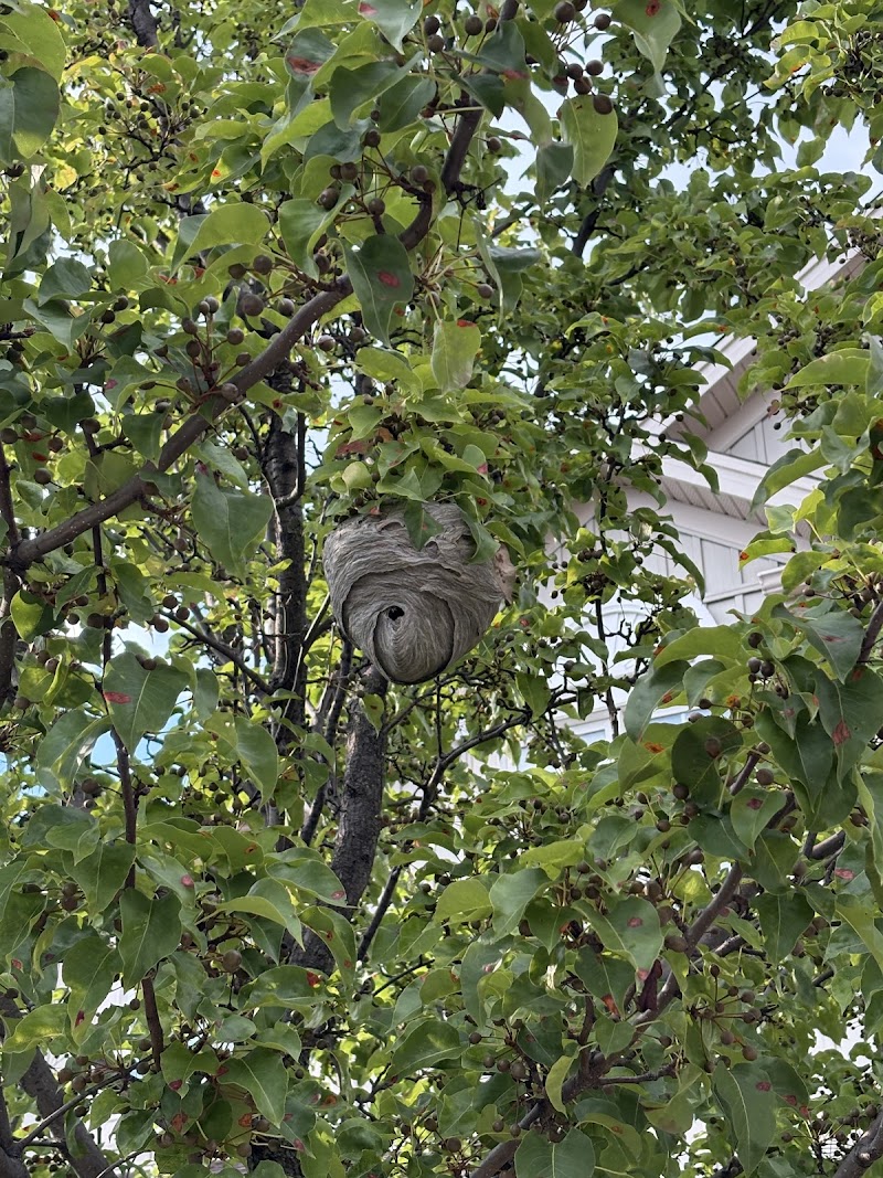 Pesticon Pest Control Inc. photo 3