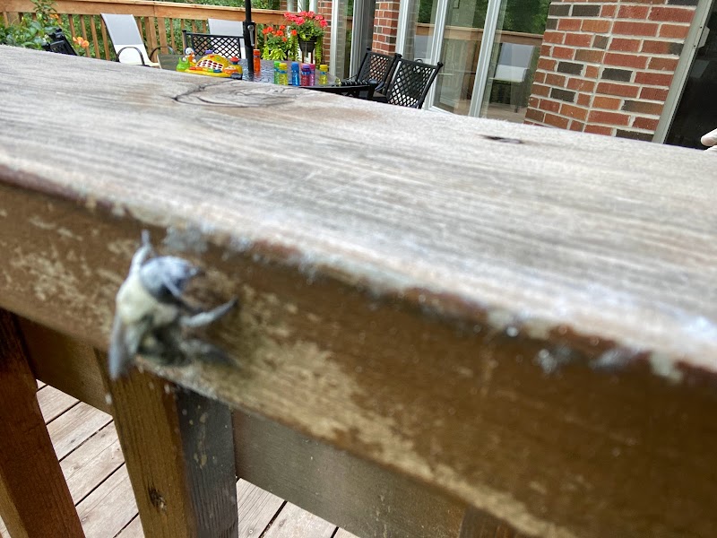 Pesticon Pest Control Inc. photo 4