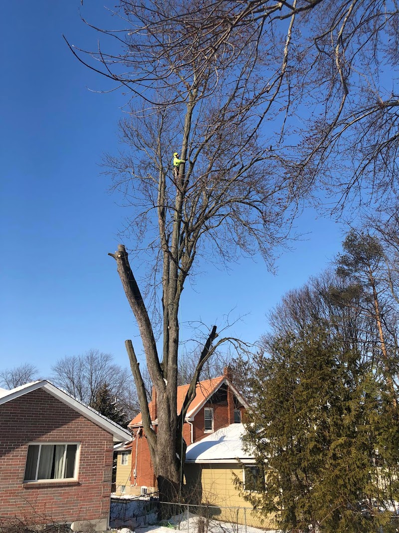 Toronto Tree Service - TTS photo 1