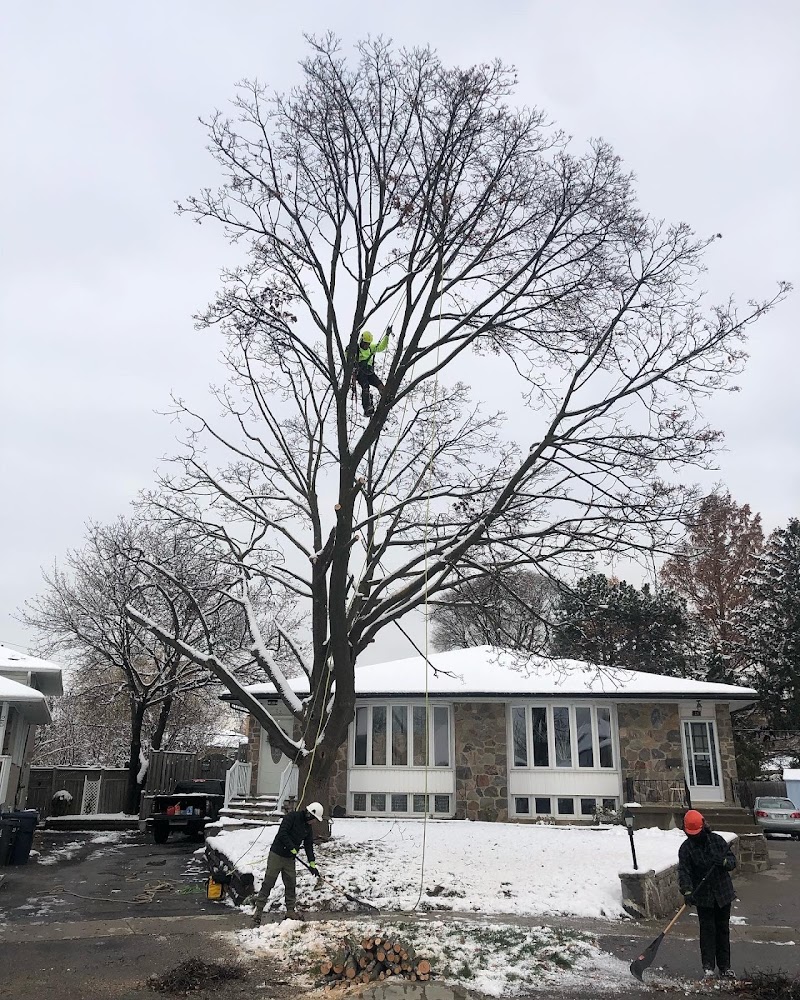 Toronto Tree Service - TTS photo 2