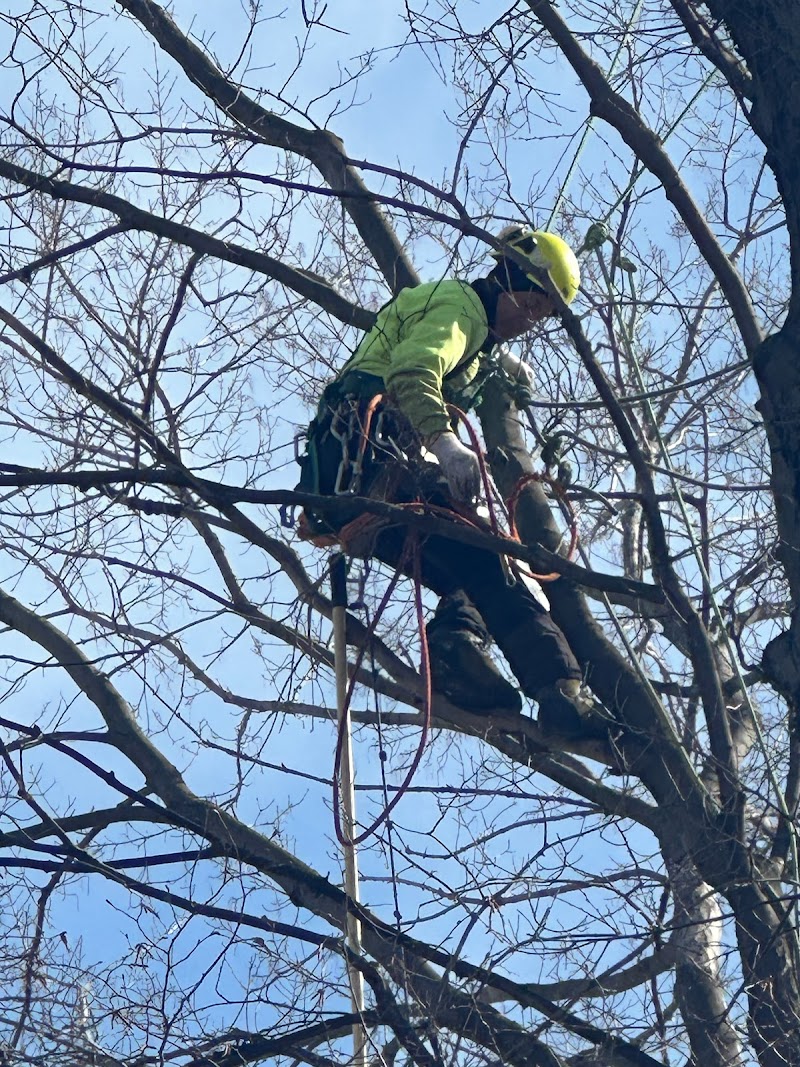 Toronto Tree Service - TTS photo 3