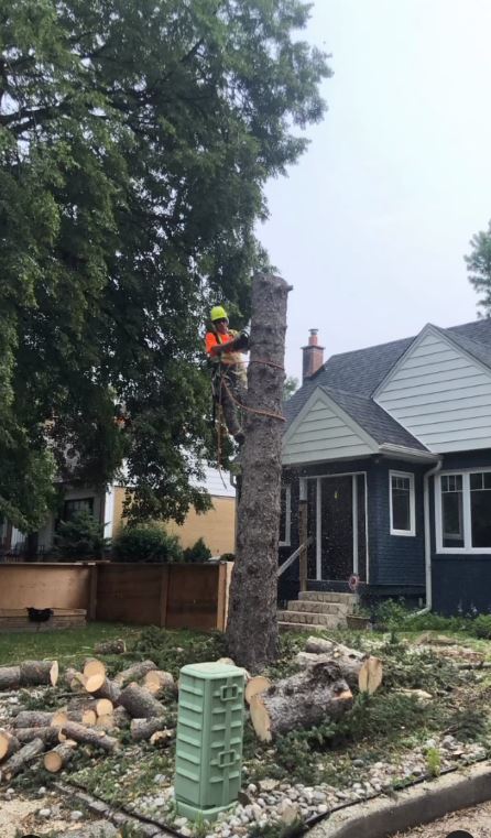 Toronto Tree Service - TTS photo 4