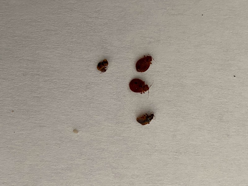 Economical Pest Control photo 1