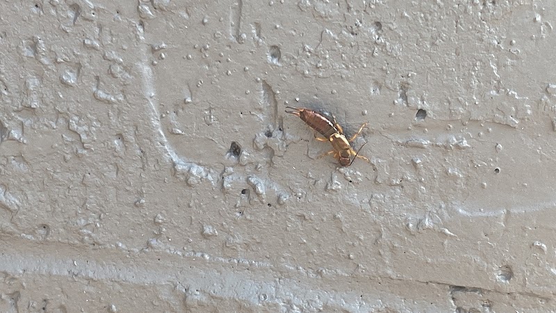 Economical Pest Control photo 2