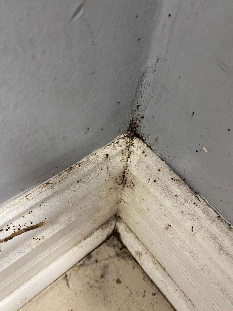 Economical Pest Control photo 3