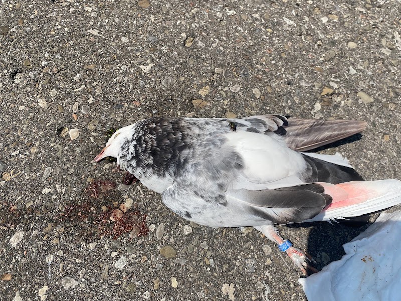 Economical Pest Control photo 4