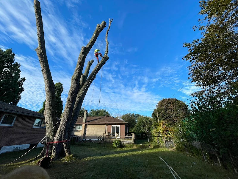 Eaton Tree Solutions Inc photo 4