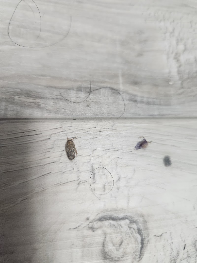 Pestine Pest Control Mississauga photo 3