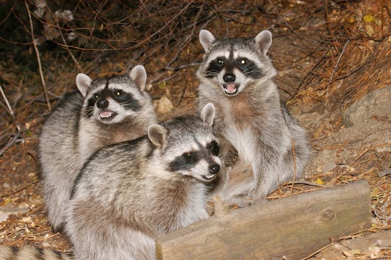 Professional Wildlife Removal photo 1