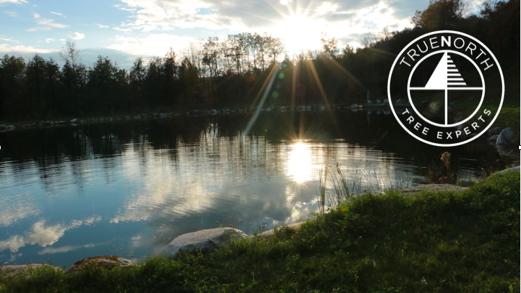 True North Tree Experts Inc. photo 1