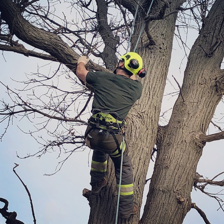 True North Tree Experts Inc. photo 2