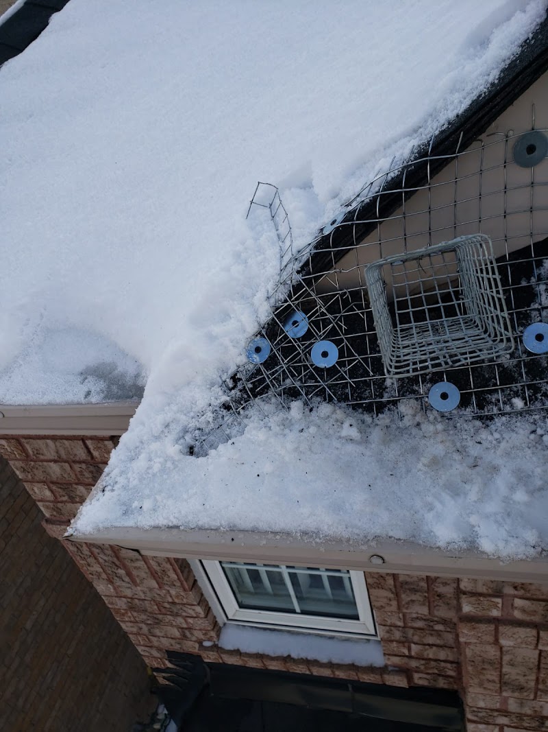 Acme Wildlife Removal And Pest Control Toronto photo 1