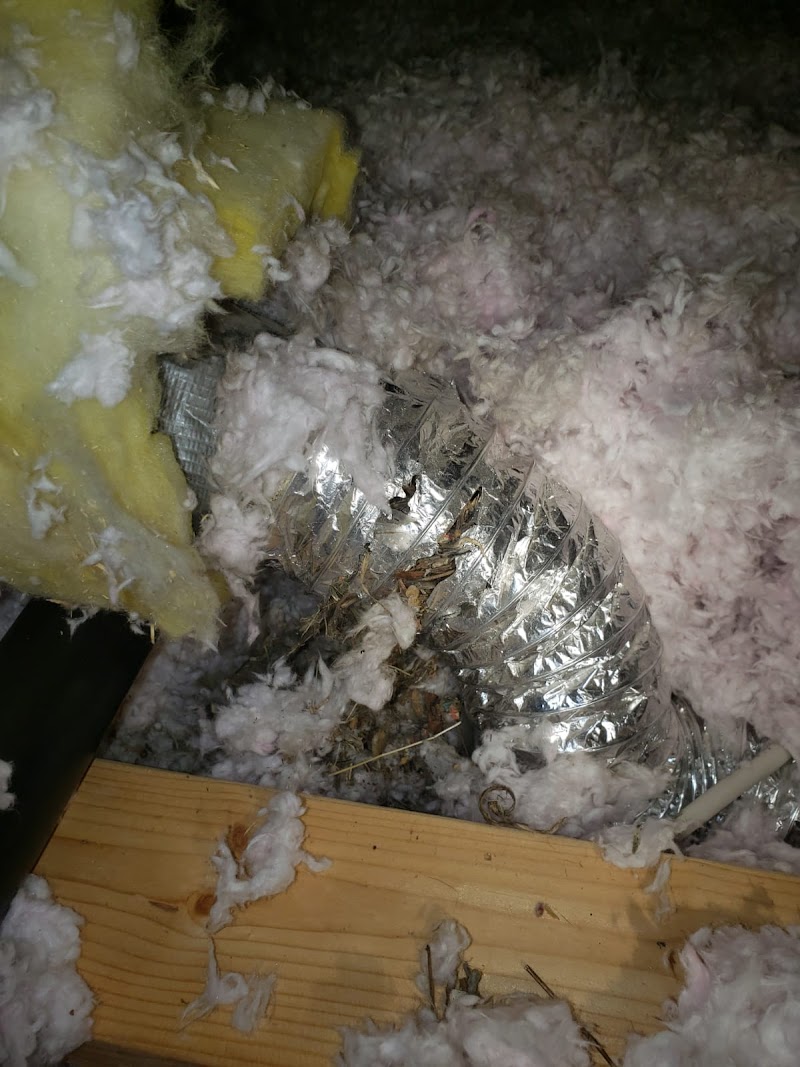 Acme Wildlife Removal And Pest Control Toronto photo 4