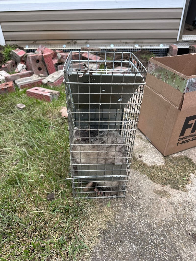 Acme Wildlife Removal And Pest Control Toronto photo 5