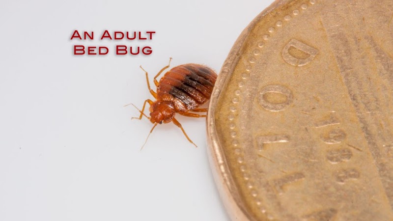 Mississauga Pest Control photo 1