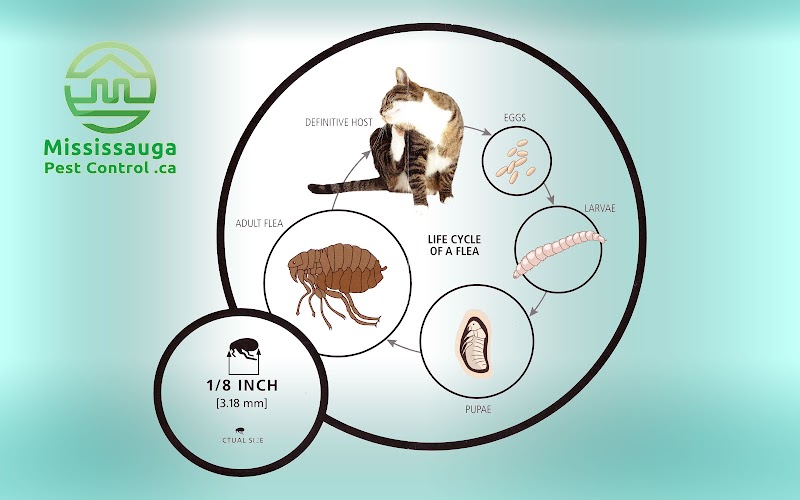 Mississauga Pest Control photo 2