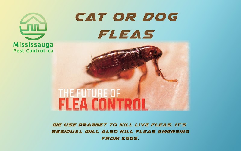 Mississauga Pest Control photo 4