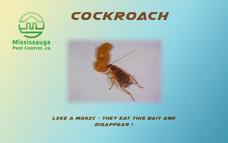 Mississauga Pest Control photo 5