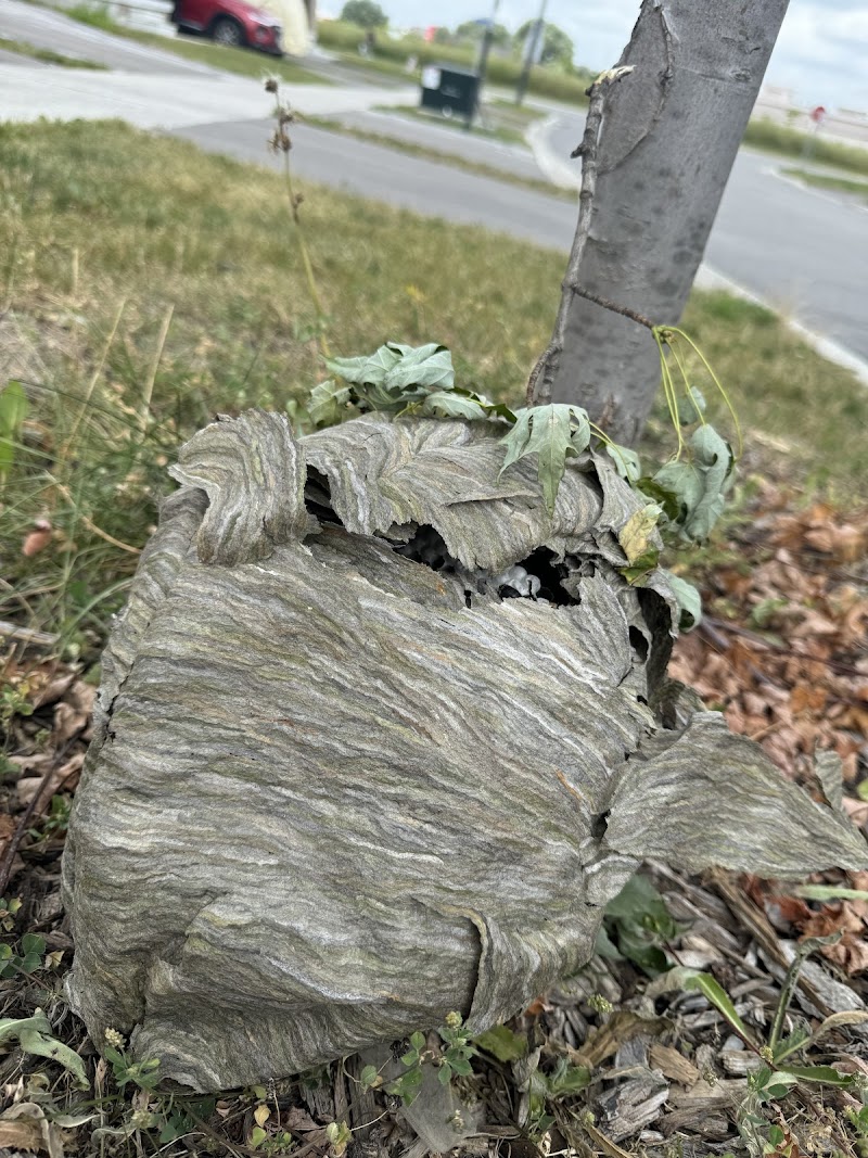 North Star Pest Control photo 3